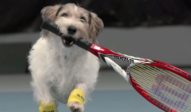 A dog holds a tennis racket in its mouth.