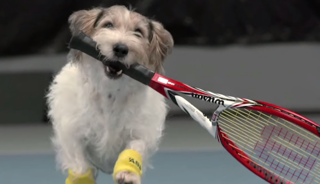 A dog holds a tennis racket in its mouth.